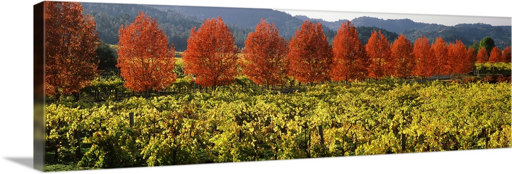 Trees in autumn colors line the edge of a field of grape vines in a valley, ready to be harvested for wine making.