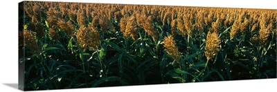 Crop in the field, Kansas