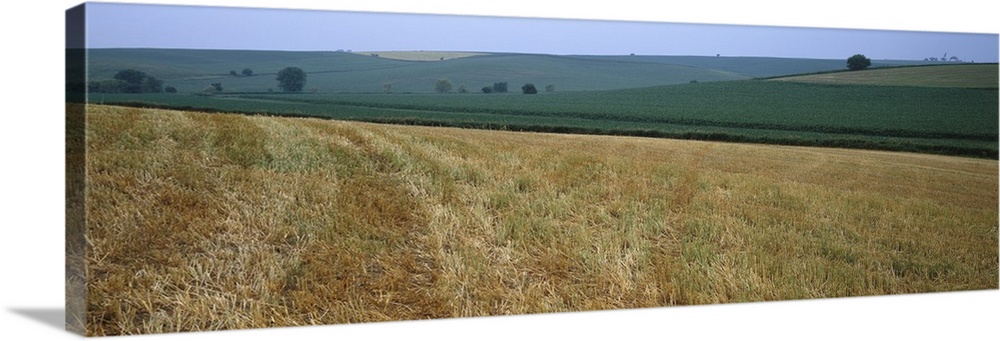 Crop on a rolling landscape, Iowa County, Iowa