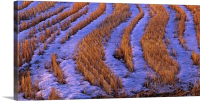 Crop stubble with snow Degernaes Sweden