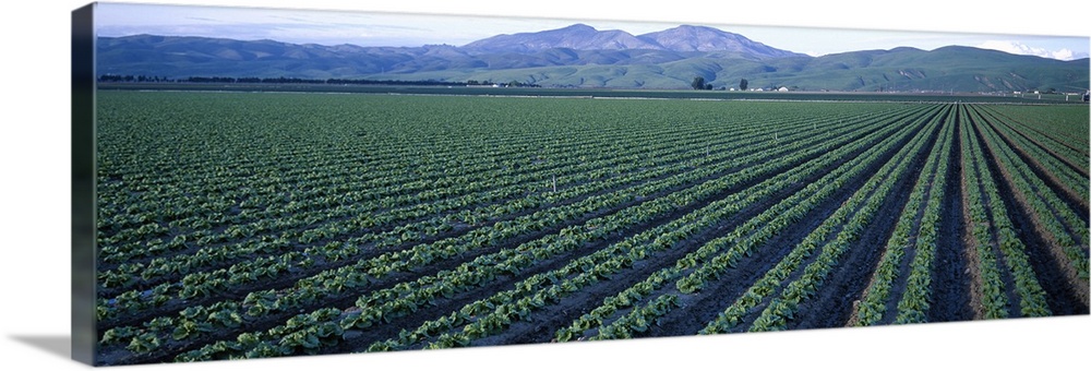 Crops in a field, California