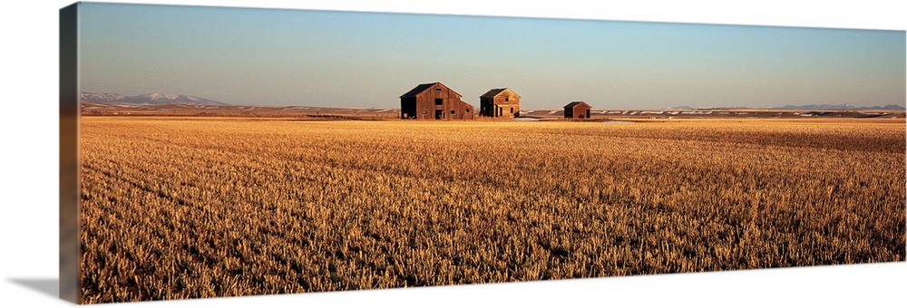 Crops in a field, Hobson, Montana