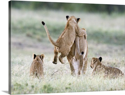 Cub pounching on a his mother, Ngorongoro Crater, Tanzania (panthera leo)