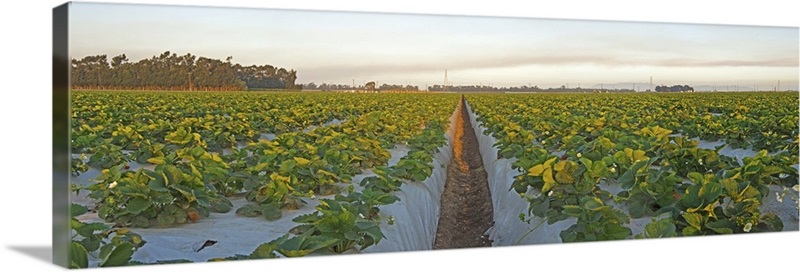 Cultivated strawberry field, Oxnard, Ventura County, California | Great ...
