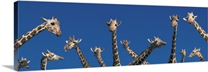 Curious Giraffes concept Kenya Africa image thumbnail