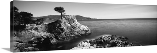 Cypress tree at the coast, The Lone Cypress, 17 mile Drive, Carmel, California Stretched Canvas Print *please read the personal note for order information*