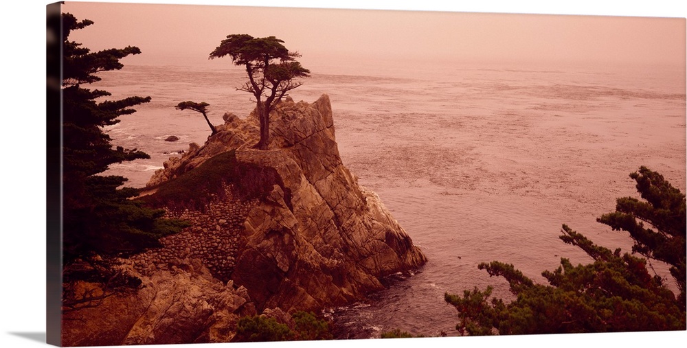 Cypress Tree Pacific Coast CA