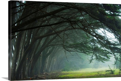 Cypress trees at misty morning, Fort Bragg, California