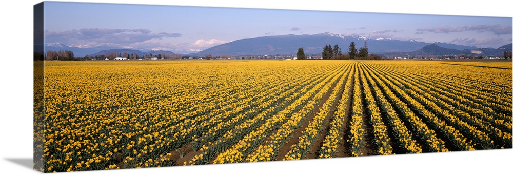 Daffodil Fields Mount Vernon WA