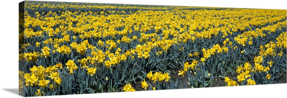 Daffodils WA
