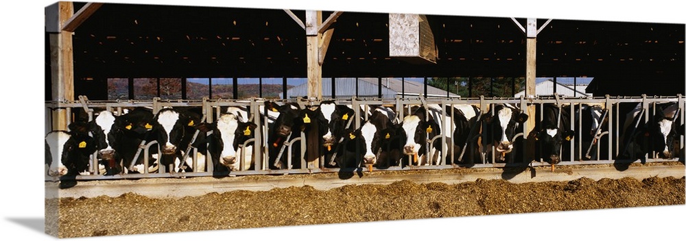 Panoramic photograph taken of dairy cattle as their heads stick out of the milking parlor.