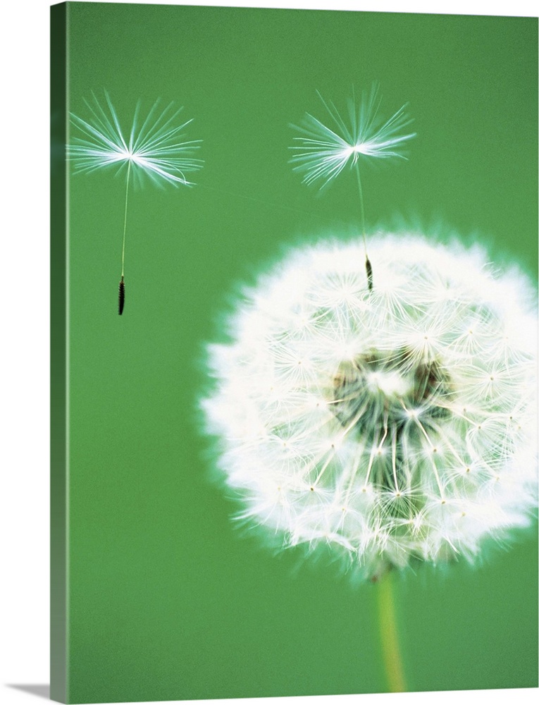 Dandelion seeds flying, close-up view