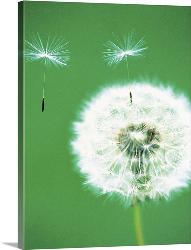 Dandelion seeds flying, close-up view Wall Art, Canvas Prints, Framed ...