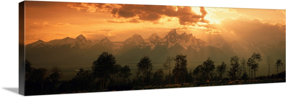 A large panoramic picture of snow topped mountains during a sunset pushed back behind trees and foilage.