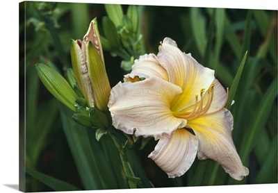 Day lily blossom, close up.