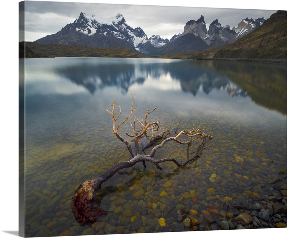 Dead beech tree in the shallow water, Torres Del Paine, Cordillera Paine, Lake Pehoe, Torres Del Paine National Park, Chile.