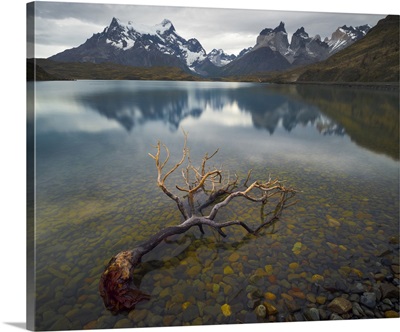 Dead beech tree in the shallow water, Torres Del Paine, Chile
