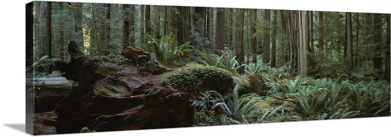 Dead tree in a forest, Jedediah Smith Redwoods State Park, California ...