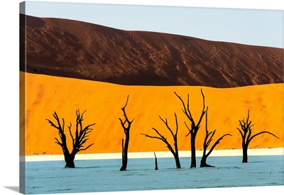 Dead trees in a desert, Namib-Naukluft National Park, Namibia