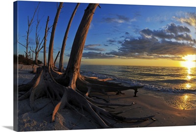Dead trees on the beach at sunset, Lovers Key State Park, Lee County, Florida