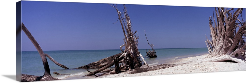 Dead trees on the beach, La Costa Island, Lee County, Florida,