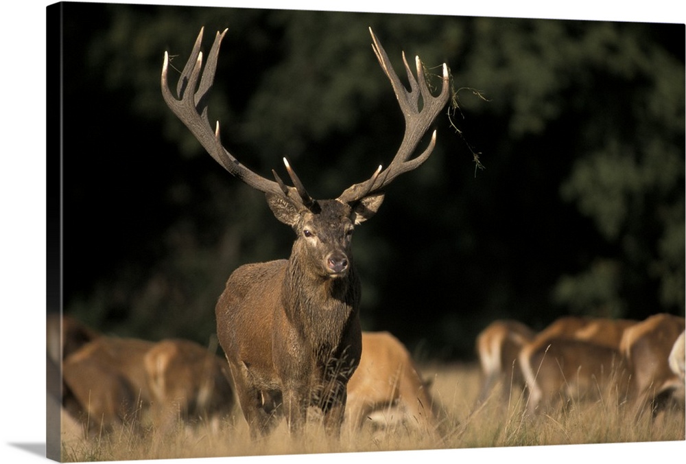 Oversized, horizontal photograph of a large deer with giant antlers, looking at the camera, while the rest of the herd is ...