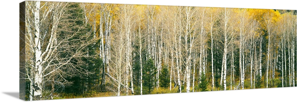 Dense of Aspen trees in a forest, Grand Teton National Park, Teton County, Wyoming, USA.