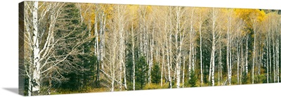 Dense of Aspen trees in a forest, Grand Teton National Park, Teton County, Wyoming