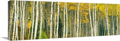 Dense of Aspen trees in a forest, Grand Teton National Park, Teton County, Wyoming