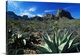 image thumbnail of This oversized piece is a picture taken of a desert with mountainous terrain in the background and different species of ca...