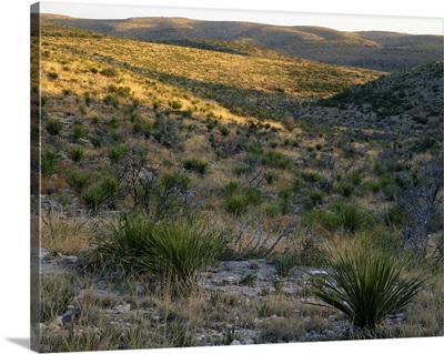 Desert landscape with sotol plants, Walnut Canyon, Carlsbad Caverns National Park, New Mexico