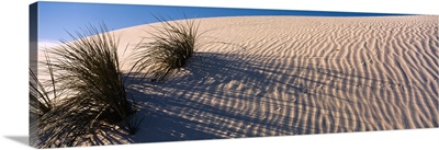 Desert plants in a desert, White Sands National Monument, New Mexico
