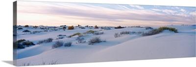 Desert plants on sand dunes, White Sands National Monument, New Mexico
