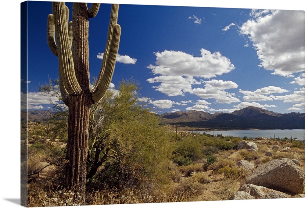 Landscape, big wall hanging of a saguaro cactus in the desert, in front of a mountain range beneath a blue sky in Tonto Na...