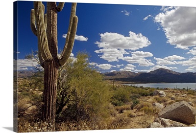 Desert scene with saguaro cactus, Bartlett Lake, Tonto National Forest, Arizona