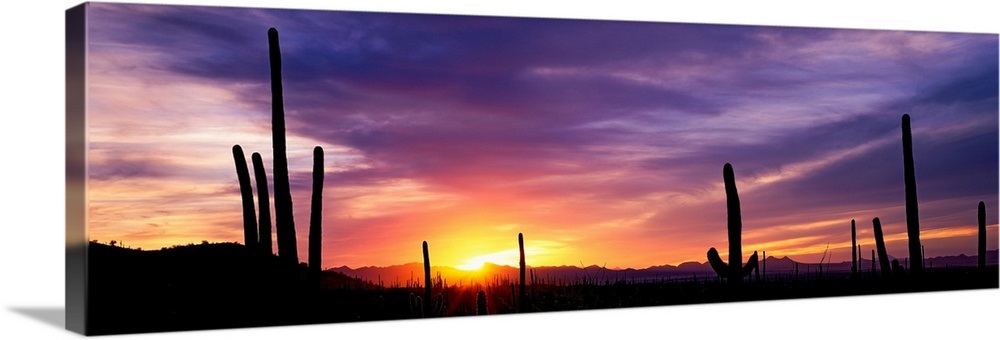 Desert Sunset Saguaro National Park AZ Wall Art, Canvas Prints, Framed ...