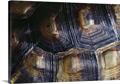 Desert Tortoise Shell