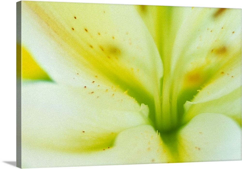 Details of a flower