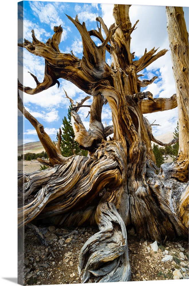 Close-up of details of Pine tree, Ancient Bristlecone Pine Forest, White Mountains, Inyo County, California, USA