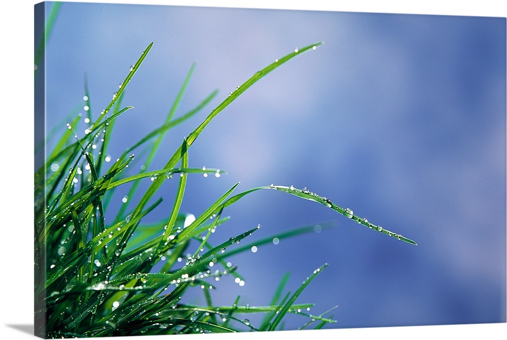 Dew drops on grass blades