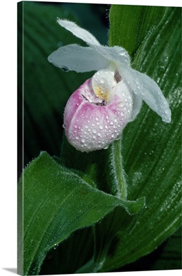 Dew on ladyslipper orchid flower blossom, close up, Michigan