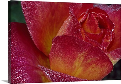Dew on rose petals, close up.