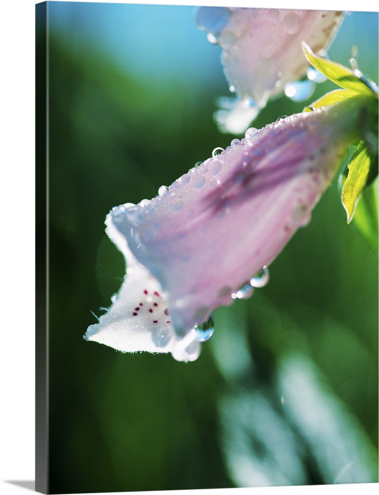 Dewdrops On Foxglove Flower Blossoms (Digitalis Purpurea)
