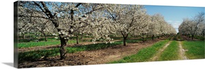 Dirt road passing through a cherry orchard, Leelanau Peninsula, Michigan image thumbnail