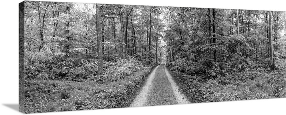 Dirt road passing through a forest, Baden-Wurttemberg, Germany