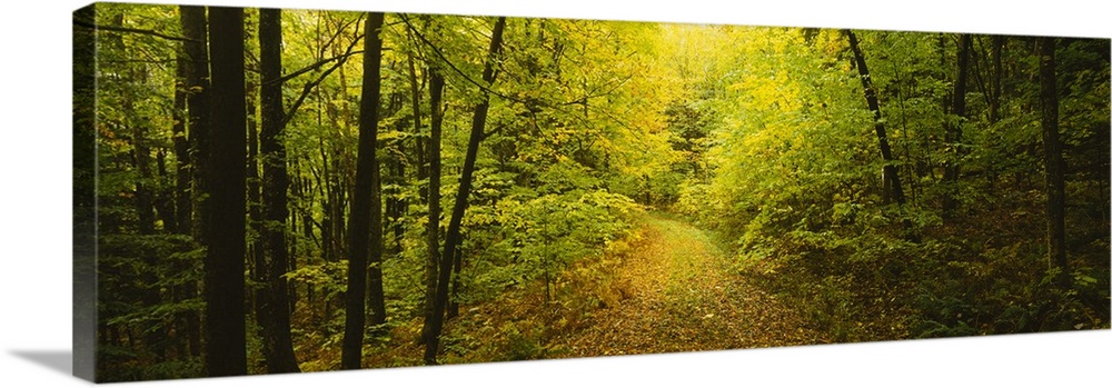 This photograph is a forest scene of a path through the dense undergrowth on a panoramic canvas.