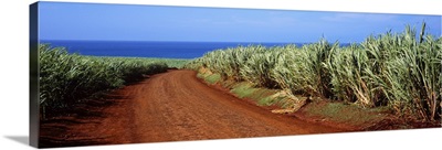 Dirt road passing through a sugar cane field, Kauai, Hawaii