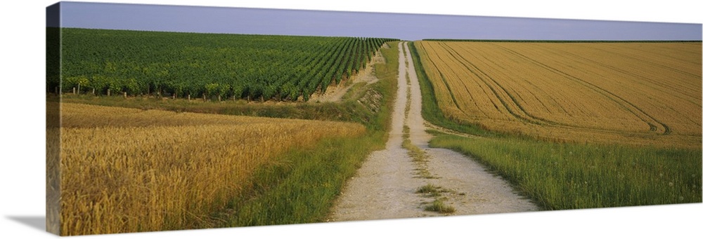 Dirt road passing through a wheat field, Chablis, France