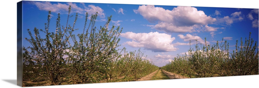Dirt road passing through an almond orchard, Central Valley, California,