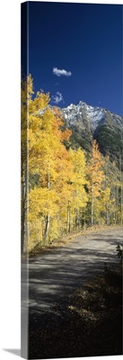 Dirt road passing through autumn forest, San Juan Mountains, Durango, La Plata County, Colorado,